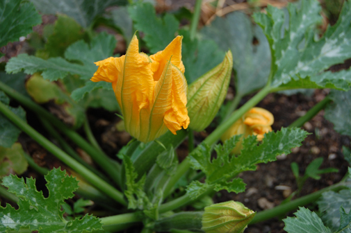 Post image for stuffed courgette flowers
