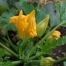 Thumbnail image for stuffed courgette flowers